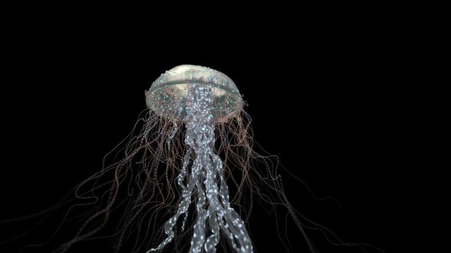 jellyfish floats through the sea depths