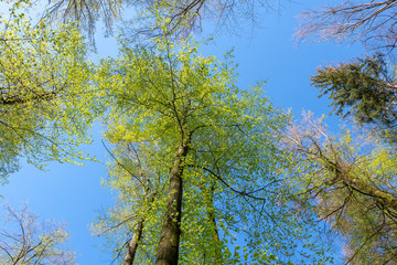 Blick in die Baumkrone