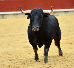 toro español en plaza de toros