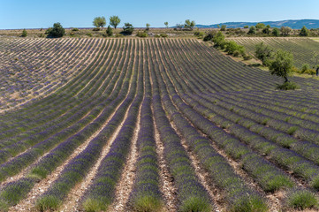 Fototapeta na wymiar Lavendelfeld bei Valensole in der Provence