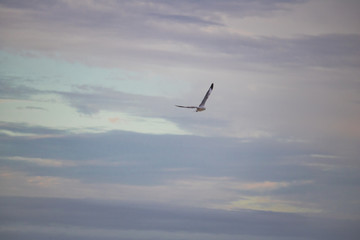 Seagulls in mid flight by the waterside on Paarden Eiland beach at sunrise.