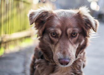 Close-up portrait of Beautiful brown dog looking down sitting outside in yard on old wooden fence blurred background. Emotions and feelings of dog, hurt and sadness