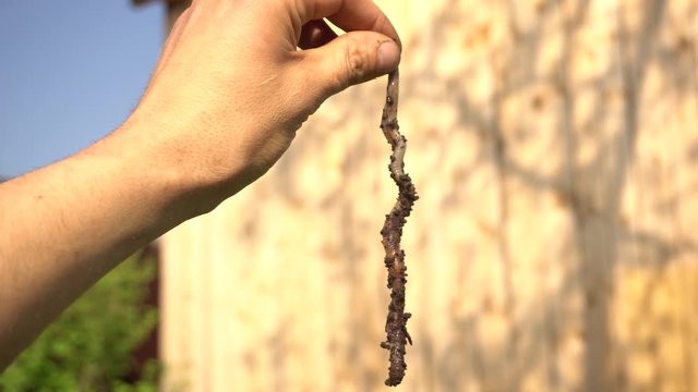 Person Hand Holding Earthworms In Outdoor