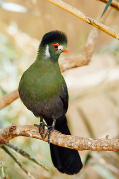green turaco bird, closeup view