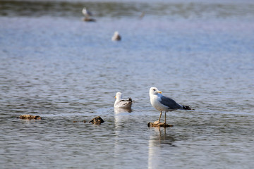 Seagulls sitting on the water