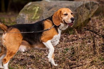 Beagle