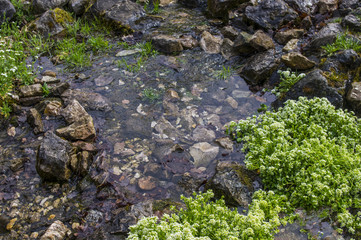 Warzucha tatrzańska