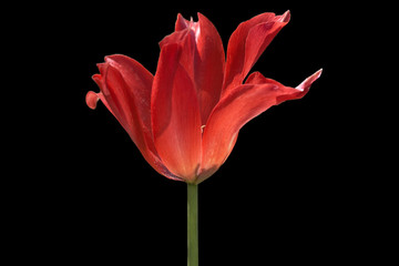 Red tulip