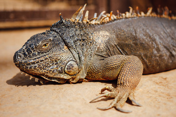 green iguana, Tenerife, Spain