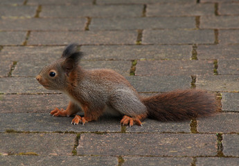 Junges Eichhörnchen, das die Welt erkundet.