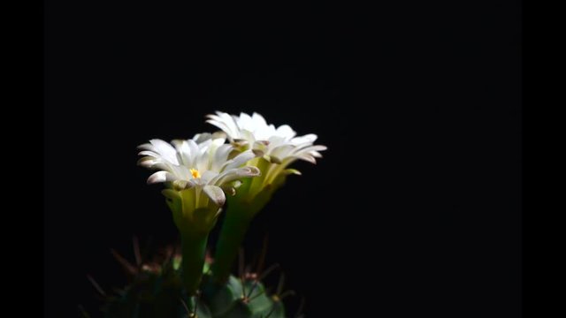 Time-Lapse of beautiful cactus or cacti flowers which are in their colorful blooming on black background. Timelapse opening red Parodia penicillata.