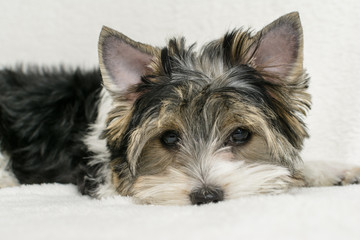 Studio shot of a cute Biewer Yorkshire Terrier puppy lying on white fur background.