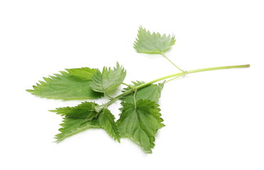 green nettle leaf isolated on white