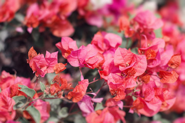 Bougainvillea flowers of bright red color. Blooming Bougainvillea bush. Background with exotic flowers