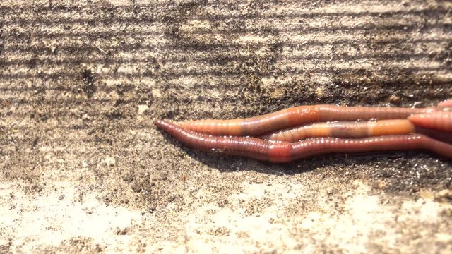 earthworms crawl quickly
