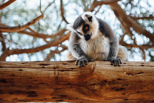 ring-tailed lemur on a tree