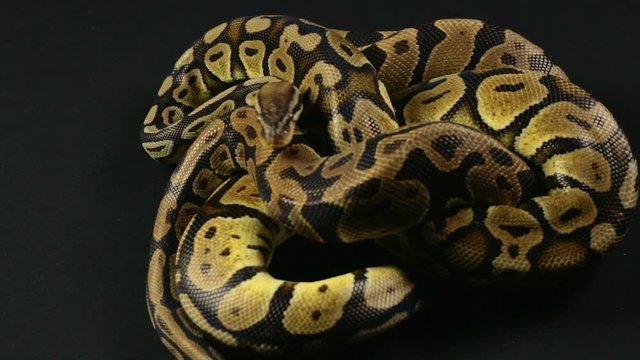 Video of snakes - two ball pythons