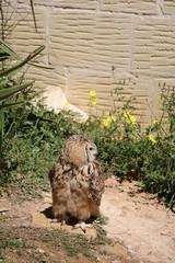 Beautiful Eagle Owl Bubo Bubo in Malta