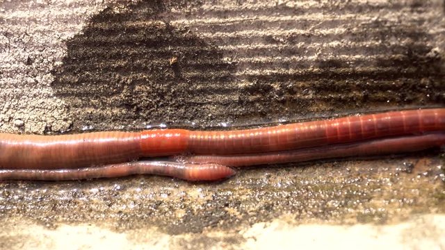 earthworms crawl quickly
