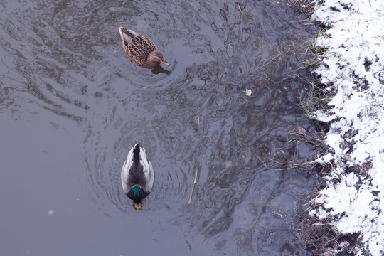 two ducks swim along the river in the spring. there is snow on the river bank