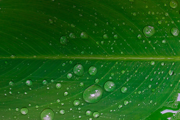 nature water drop or rain on leaf green background