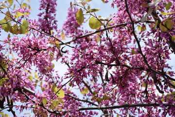 Tree in bloom in April.