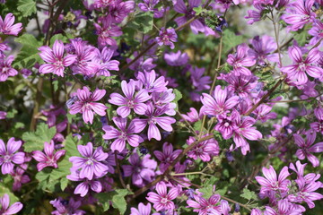 Wild flowers of the countryside in bloom in April.