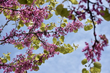 Tree in bloom in April.