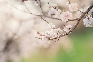 Branch with white sakura flowers in the spring garden against the background of green fresh grass. Fruitful fruit tree waiting for harvest