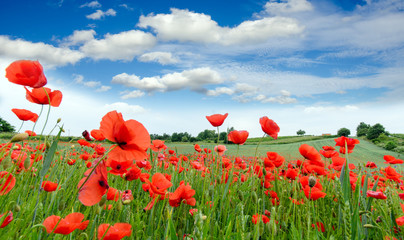 Summer happiness: meadow in the spring with red poppies :)
