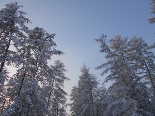 Winter trees