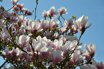 Magnolienblüte