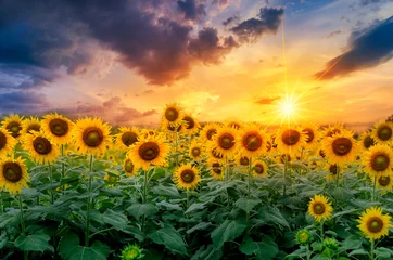 Tuinposter Sunflowers full bloom and light in the morning. © sarayut_sy