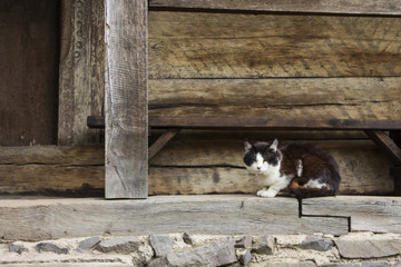 Black and white cat on the background of an old wooden house