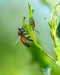 The bee and the beetle!