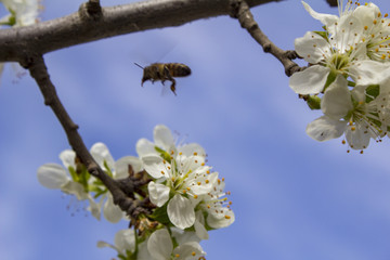 the bee collects honey (nectar) from the cherry blossoms.