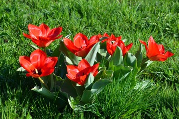 Rote Tulpen blühen auf der Wiese