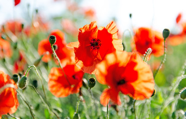 Summer happiness: meadow in the spring with red poppies :)