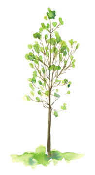 Watercolor hand drawn sketch illustration of young tree with green leaves isolated on white