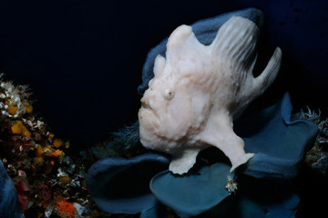 the Thumbelina / Grey giant frogfish is sitting on a plate sponge, Panglao, Philippines