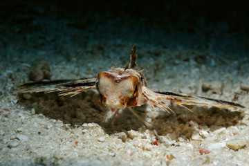 One two tree go / Oriental Flying gurnard with wide-open fins is moving along a sea bottom, Panglao, Philippines