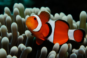 Nemo and grey anemone / Amphiprion (Western clownfish (Ocellaris Clownfish, False Percula Clownfish)) is hiding in anemone, Panglao, Philippines