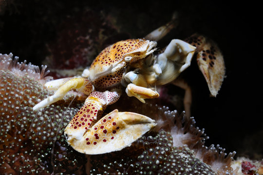 Porcelain crab / Oshimae porcelain crab is sitting in anemone, Panglao, Philippines
