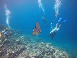 Diving with the fish of the sea 