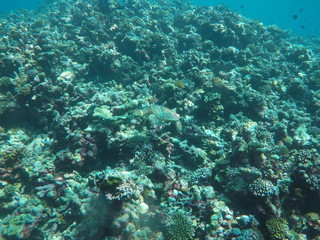 Naklejka na ściany i meble Turtle in coral 