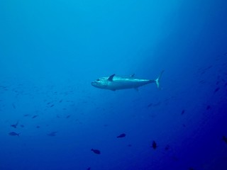 Tuna in the blue