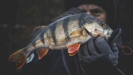 Obraz premium Fisherman holding a fish in his hand