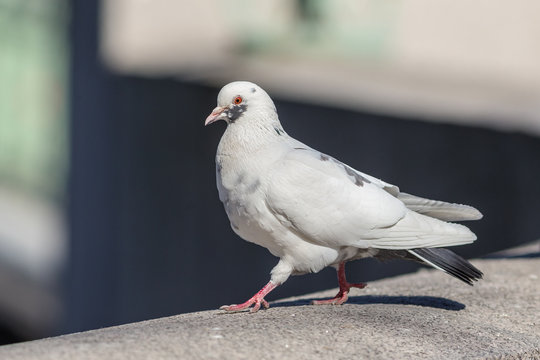 white pigeon in the foreground