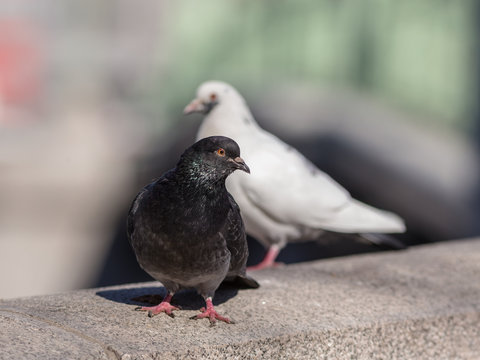Black and white pigeons