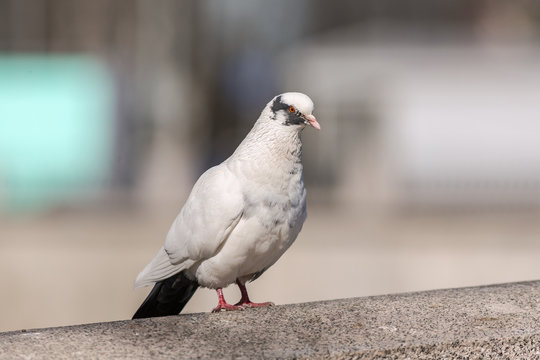 white pigeon close up
